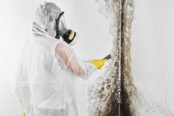 Best Fast Mold Removal  in Richwood, WV