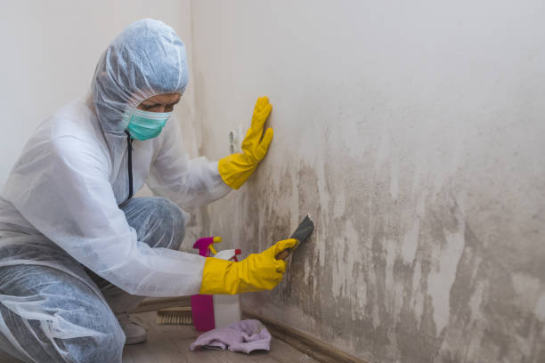 Best Professional Mold Removal  in Richwood, WV