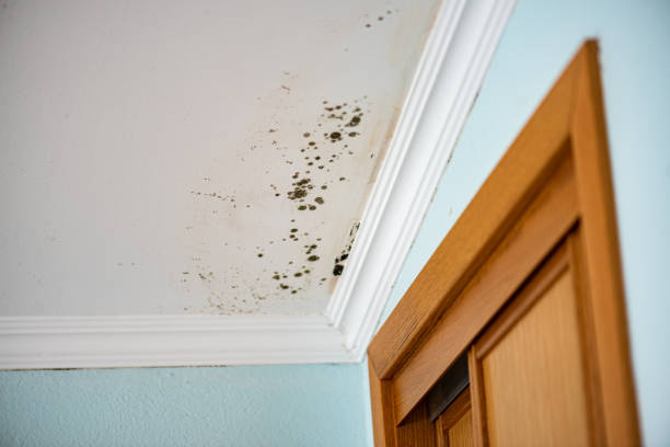 Professional Mold Removal in Richwood, WV