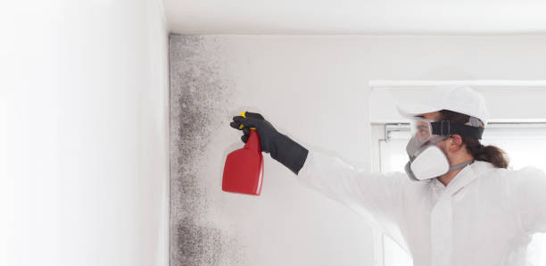Best Mold Testing  in Richwood, WV