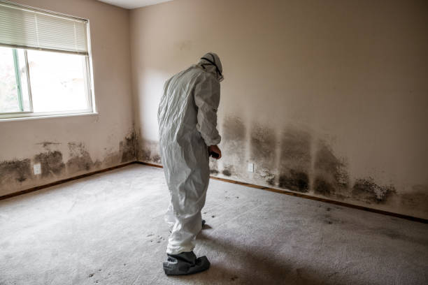 Best Best Mold Removal Companies  in Richwood, WV